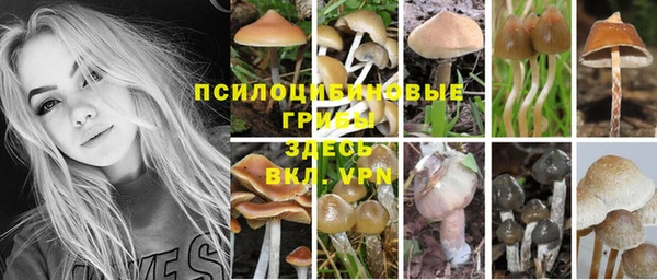 apvp Белокуриха